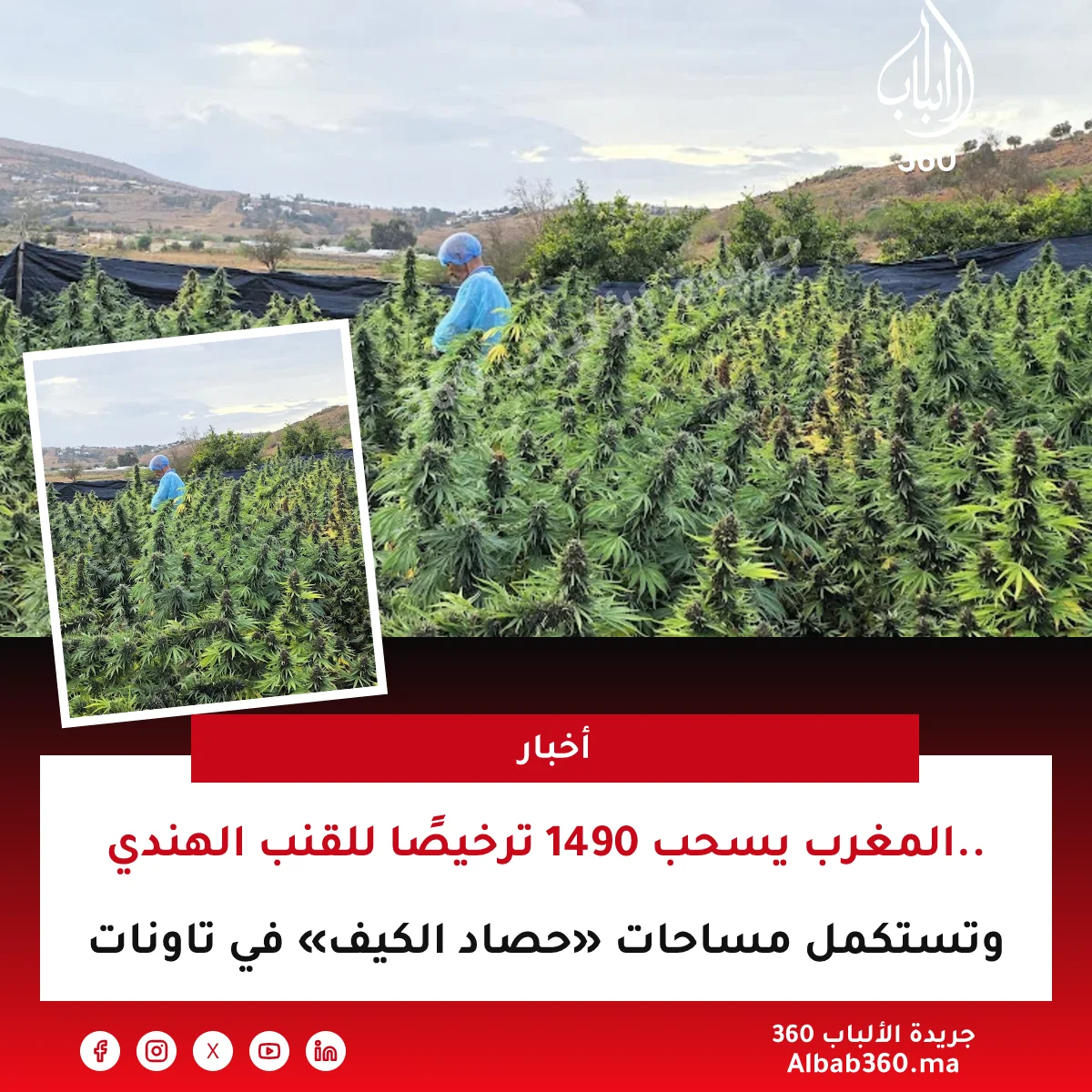 المغرب يسحب 1490 ترخيصًا للقنب الهندي.. وتستكمل مساحات «حصاد الكيف» في تاونات