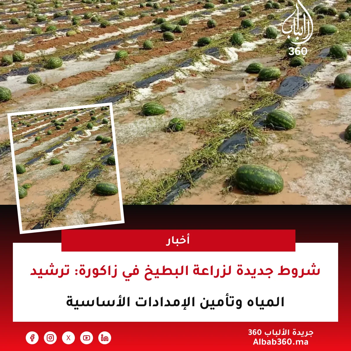 شروط جديدة لزراعة البطيخ في زاكورة: ترشيد المياه وتأمين الإمدادات الأساسية