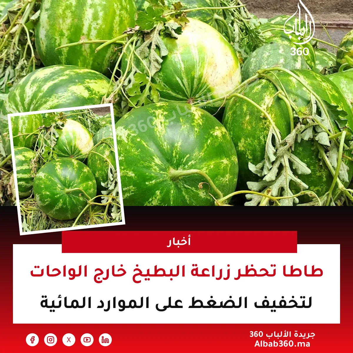 طاطا تحظر زراعة البطيخ خارج الواحات لتخفيف الضغط على الموارد المائية