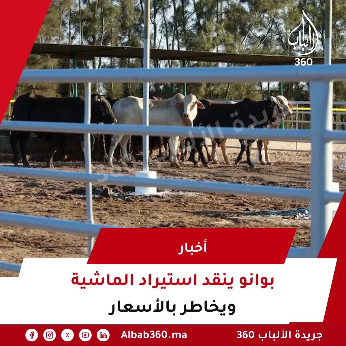بوانو ينقد استيراد الماشية ويخاطر بالأسعار